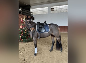 Deutsches Reitpony, Stute, 4 Jahre, 152 cm, Brauner