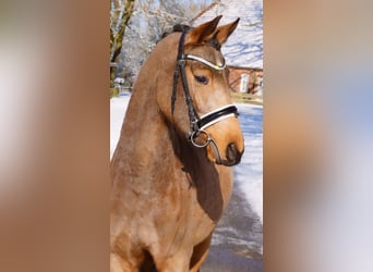 Deutsches Reitpony, Stute, 4 Jahre, 152 cm, Buckskin