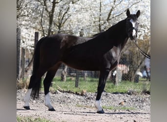 Deutsches Reitpony, Stute, 4 Jahre, 152 cm, Dunkelbrauner