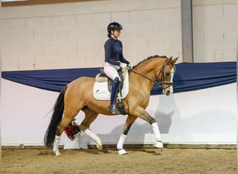 Deutsches Reitpony, Stute, 4 Jahre, 152 cm, Falbe