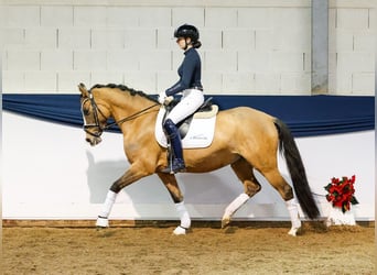 Deutsches Reitpony, Stute, 4 Jahre, 152 cm, Falbe