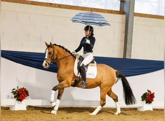 Deutsches Reitpony, Stute, 4 Jahre, 152 cm, Falbe