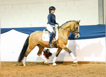 Deutsches Reitpony, Stute, 4 Jahre, 152 cm, Falbe