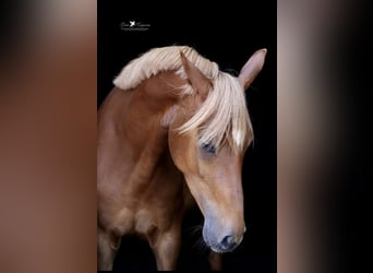 Deutsches Reitpony, Stute, 4 Jahre, 152 cm, Fuchs