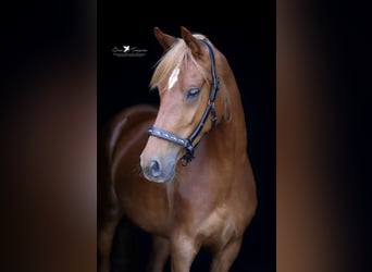 Deutsches Reitpony, Stute, 4 Jahre, 152 cm, Fuchs