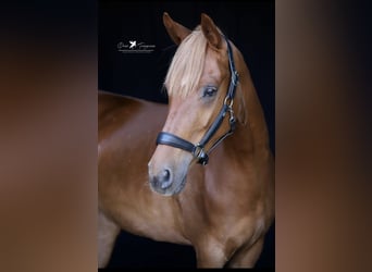 Deutsches Reitpony, Stute, 4 Jahre, 152 cm, Fuchs