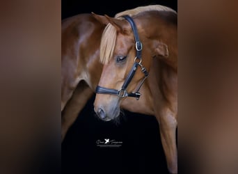 Deutsches Reitpony, Stute, 4 Jahre, 152 cm, Fuchs