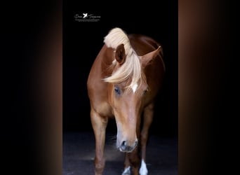Deutsches Reitpony, Stute, 4 Jahre, 152 cm, Fuchs