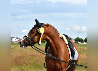 Deutsches Reitpony, Stute, 4 Jahre, 152 cm, Fuchs