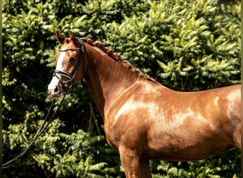 Deutsches Reitpony, Stute, 4 Jahre, 152 cm, Fuchs