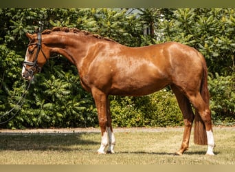 Deutsches Reitpony, Stute, 4 Jahre, 152 cm, Fuchs