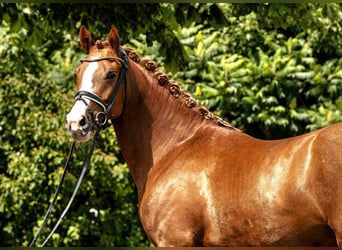 Deutsches Reitpony, Stute, 4 Jahre, 152 cm, Fuchs