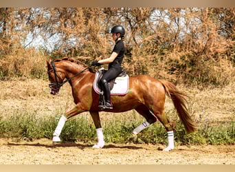 Deutsches Reitpony, Stute, 4 Jahre, 152 cm, Fuchs