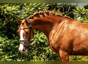 Deutsches Reitpony, Stute, 4 Jahre, 152 cm, Fuchs