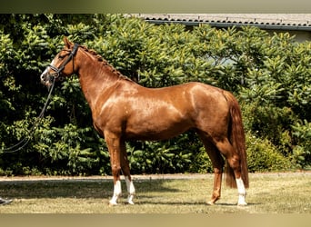 Deutsches Reitpony, Stute, 4 Jahre, 152 cm, Fuchs