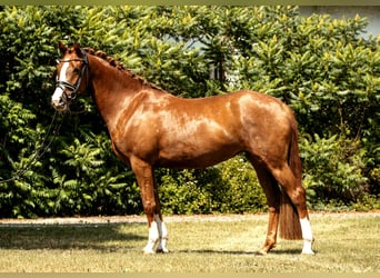 Deutsches Reitpony, Stute, 4 Jahre, 152 cm, Fuchs