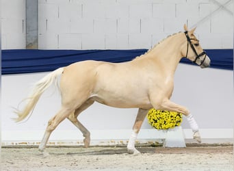 Deutsches Reitpony, Stute, 4 Jahre, 152 cm, Palomino