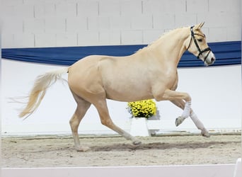 Deutsches Reitpony, Stute, 4 Jahre, 152 cm, Palomino
