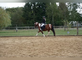 Deutsches Reitpony Mix, Stute, 4 Jahre, 152 cm, Schecke