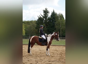 Deutsches Reitpony Mix, Stute, 4 Jahre, 152 cm, Schecke