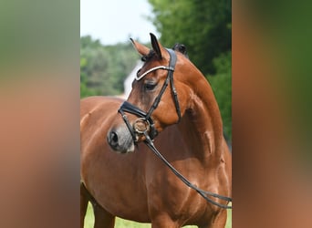 Deutsches Reitpony, Stute, 4 Jahre, 153 cm, Brauner
