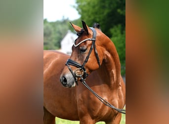 Deutsches Reitpony, Stute, 4 Jahre, 153 cm, Brauner