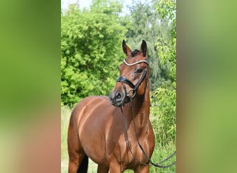 Deutsches Reitpony, Stute, 4 Jahre, 153 cm, Braunfalbschimmel