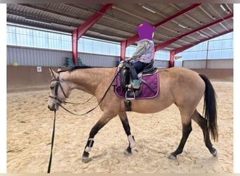 Deutsches Reitpony, Stute, 4 Jahre, 153 cm, Buckskin