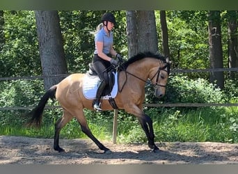 Deutsches Reitpony, Stute, 4 Jahre, 153 cm, Buckskin