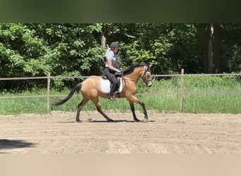 Deutsches Reitpony, Stute, 4 Jahre, 153 cm, Buckskin