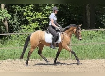Deutsches Reitpony, Stute, 4 Jahre, 153 cm, Buckskin
