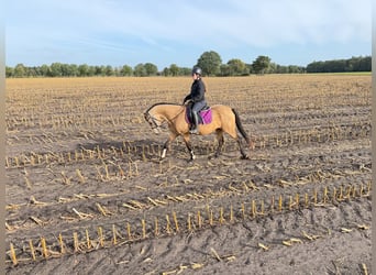 Deutsches Reitpony, Stute, 4 Jahre, 153 cm, Buckskin