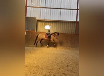 Deutsches Reitpony, Stute, 4 Jahre, 153 cm, Buckskin