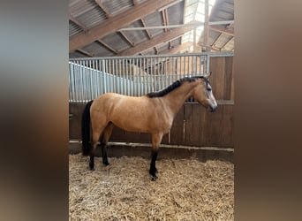 Deutsches Reitpony, Stute, 4 Jahre, 153 cm, Buckskin