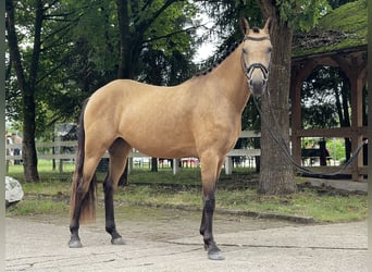 Deutsches Reitpony, Stute, 4 Jahre, 153 cm, Buckskin