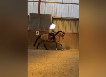 Deutsches Reitpony, Stute, 4 Jahre, 153 cm, Buckskin