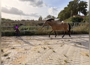 Deutsches Reitpony, Stute, 4 Jahre, 153 cm, Buckskin
