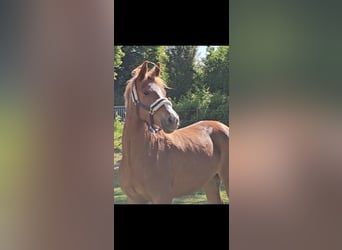 Deutsches Reitpony, Stute, 4 Jahre, 153 cm, Fuchs