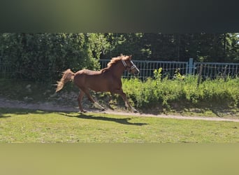 Deutsches Reitpony, Stute, 4 Jahre, 153 cm, Fuchs