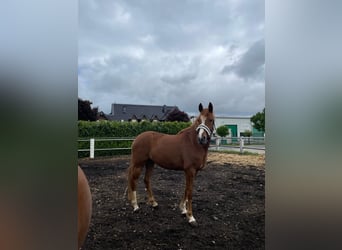 Deutsches Reitpony, Stute, 4 Jahre, 153 cm, Fuchs