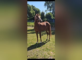 Deutsches Reitpony, Stute, 4 Jahre, 153 cm, Fuchs