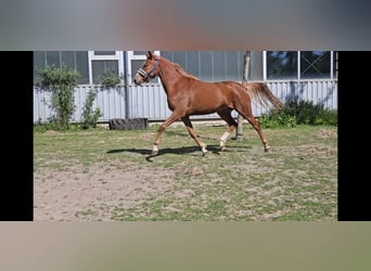 Deutsches Reitpony, Stute, 4 Jahre, 153 cm, Fuchs