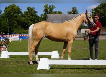Deutsches Reitpony, Stute, 4 Jahre, 153 cm, Palomino