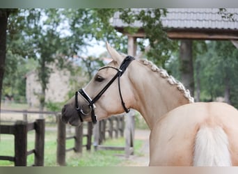 Deutsches Reitpony, Stute, 4 Jahre, 153 cm, Palomino