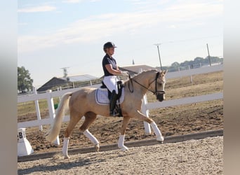 Deutsches Reitpony, Stute, 4 Jahre, 153 cm, Palomino