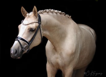Deutsches Reitpony, Stute, 4 Jahre, 153 cm, Palomino