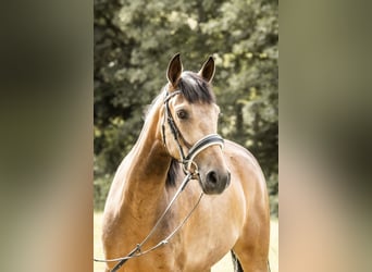 Deutsches Reitpony Mix, Stute, 4 Jahre, 154 cm, Buckskin