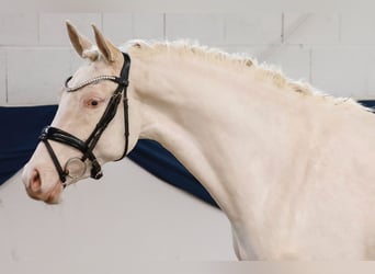 Deutsches Reitpony, Stute, 4 Jahre, 155 cm, Cremello