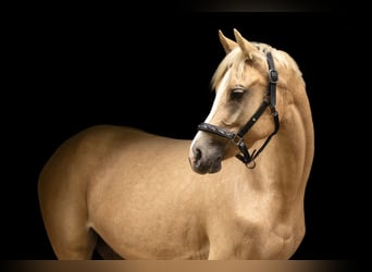 Deutsches Reitpony, Stute, 4 Jahre, 155 cm, Palomino