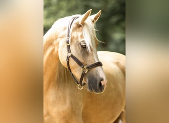 Deutsches Reitpony, Stute, 4 Jahre, 155 cm, Palomino